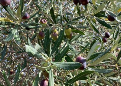 Reife sardische Oliven