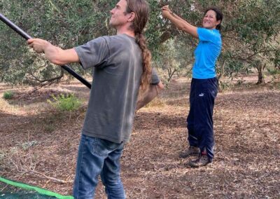 Betty und Stefan beim ernten der oliven