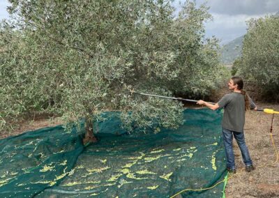 stefan beim oliven ernten