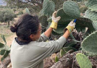 kaktus vermehren